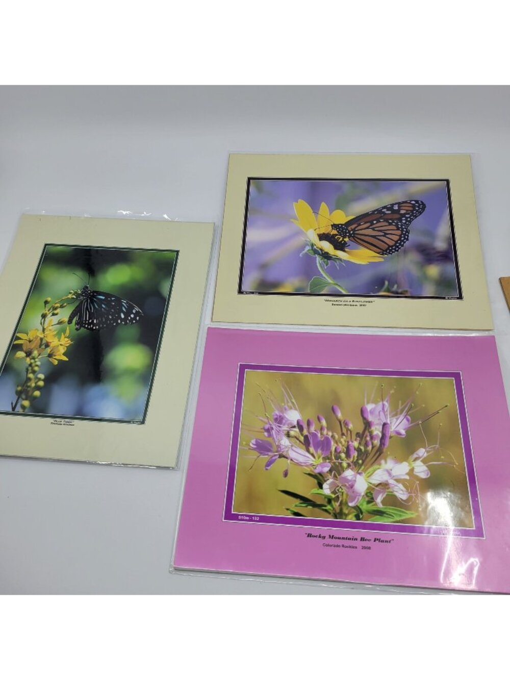 PHOTOGRAPHY Art Prints Lot 3 Vintage Butterfly Flowers Nature Photos - HW022